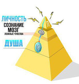 структура человека